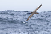 Northern Giant Petrel (Macronectes halli), individual in flight over the sea, Western Cape, South Africa