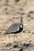 Red-crested Korhaan (Lophotis rufictrista), side view of an adult male standing on the ground, Mpumalanga, South Africa