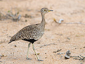 Red-crested Korhaan (Lophotis rufictrista), side view of an adult female standing on the ground, Mpumalanga, South Africa