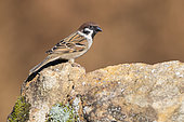 Eurasian Tree Sparrow (Passer montanus), side view of an adult perched on a rock, Campania, Italy