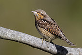 Eurasian Wryneck (Jynx torquilla), adult perched on a branch, Campania, Italy