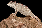 Namaqua chameleon (Chamaeleo namaquensis) on black background