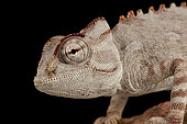 Namaqua chameleon (Chamaeleo namaquensis) on black background