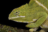 Two-banded chameleon (Furcifer balteatus) female black background