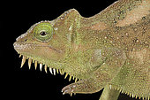 Southern four-horned chameleon (Trioceros quadricornis quadricornis)