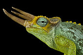 Dwarf Jackson's chameleon (Trioceros jacksonii merumontanus) male on black background