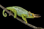 Dwarf Jackson's chameleon (Trioceros jacksonii merumontanus) male on black background
