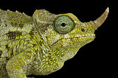 Dwarf Jackson's chameleon (Trioceros jacksonii merumontanus) female on black background