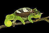 Southern four-horned chameleon (Trioceros quadricornis quadricornis) on black background