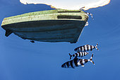 Pilot fish (Naucrates ductor) under a drifting plastic lid. Tenerife, Canary Islands.