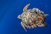 Loggerhead sea turtle (Caretta caretta).Tenerife, Canary Islands.