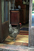 Hen has the entrance of a house, Provence, France