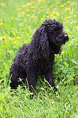 Aged Poodle sitting in a meadow