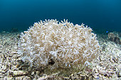 Green Flowerpot coral (Goniopora stokesi), Moalboal, Philippines