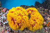 Orange cup Coral (Tubastraea coccinea), Pescador island, Philippines