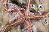 Brittle-star (Ophiothrix purpurea), Cebu, Philippines