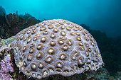 Larger knob coral (Dipsastraea speciosa), Moalboal, Philippines