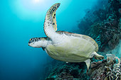 Green turtle (Chelonia mydon a reef wall off Moalboal, Philippinesas),