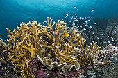 Fire Coral (Millepora dichotoma), Cebu, Philippines