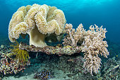 Rough leather coral (Sarcophyton glaucum) and Tree alcyonarian (Litophyton arboreum), Cebu, Philippines
