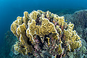 Fire coral (Millepora platyphylla), Cebu, Philippines