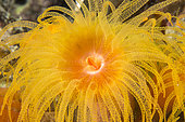 Orange cup Coral (Tubastraea coccinea) polyp, Cebu, Philippines