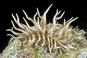Nudibranch (Phyllodesmium briareum), Cebu, Philippines