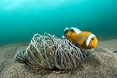 Saddleback clownfish (Amphiprion polymnus), Cebu, Philippines