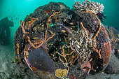 Sponges and corals on artificial reefs made from truck tires, Dauin, Philippines