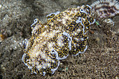 Flatworm (Acanthozoon sp), Dauin, Philippines