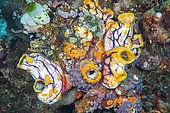 Group of ascidians on reef: Ink-spot sea squirt (Polycarpa aurata), Urn ascidian (Atriolum robustum), Tall Urn Ascidian (Didemnum molle), Urn Ascidian (Didemnum sp), off Gangga Island, North Sulawesi, Indonesia