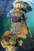 Colony of Compound ascidian (Botrylloides sp) covering a rope under a pontoon, in front of Balaruc-les-Bains in the Thau lagoon, Herault, Occitania, France