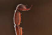 Scorpion (Grosphus sp) Stinger at tip of tail, Andasibe (Perinet), Madagascar