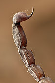 Scorpion (Grosphus sp) Stinger at tip of tail, Andasibe (Perinet), Madagascar