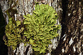 Green specklebelly lichen (Pseudocyphellaria aurata) Foliose lichen on tree trunk, Andasibe (Périnet), Madagascar