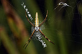 Spider (Araneae sp) on its web with web decoration, Andasibe (Périnet), Madagascar