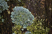 Shell Lichen (Coccocarpia erythroxyli) Foliose lichen on trunk, Andasibe (Périnet), Madagascar