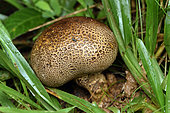 Earth ball (Scleroderma sp) on grassy soil, Andasibe (Périnet), Madagascar