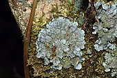 Salted Shell Lichen (Coccocarpia palmicola) Foliaceous thallus of lichen on a tree trunk, Andasibe (Périnet), Madagascar