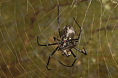 Madagascar Hermit Spider (Nephilingis livida) female on her web with prey, Andasibe (Périnet), Madagascar