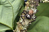 Huntsman spider (Damastes sp) on a branch with winged prey in its chelicerae, Andasibe (Périnet), Madagascar