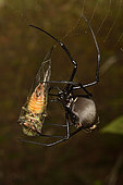 Madagascar Hermit Spider (Nephilingis livida) female on her web with prey, Andasibe (Périnet), Madagascar