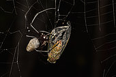 Madagascar Hermit Spider (Nephilingis livida) female on her web with prey, Andasibe (Périnet), Madagascar