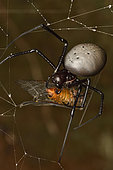 Madagascar Hermit Spider (Nephilingis livida) female on her web with prey, Andasibe (Périnet), Madagascar