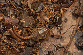 Madagascar scorpion (Tityobuthus sp) in forest litter, Andasibe (Périnet), Madagascar