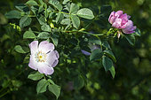 Dog rose flower (Rosa canina) branch, with 2 flowers in spring, Country lane, Lorraine, France