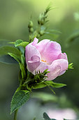 Dog rose flower (Rosa canina), detail of a flower in spring, Country lane, Lorraine, France