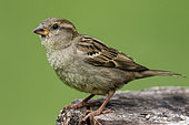 House sparrow (Passer domesticus) Female laid on a stump in spring, Country garden, Lorraine, France
