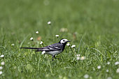 Pied Wagtail (Motacilla alba alba) Adult hunting insects in a lawn in spring, Country garden, Lorraine, France