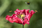 Honey bees, Syrphes, Bumblebee on an Ornamental Poppy flower in spring, Country garden, around Toul, Lorraine, France